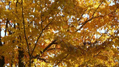 Quebec sonbaharda. Kanada, Kuzey Amerika.