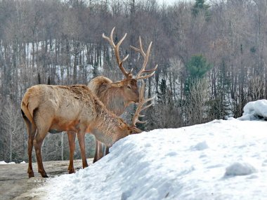 Geyik Quebec. Kanada, Kuzey Amerika.