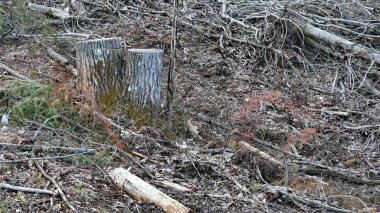 Bush imha Quebec. Kanada, Kuzey Amerika.