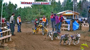 Köpek Quebec. Kanada, Kuzey Amerika.