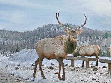 Geyik Quebec. Kanada, Kuzey Amerika.