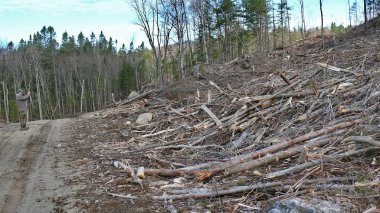 Bush imha Quebec. Kanada, Kuzey Amerika.