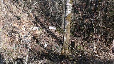 Bush imha Quebec. Kanada, Kuzey Amerika.