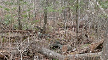 Bush imha Quebec. Kanada, Kuzey Amerika.