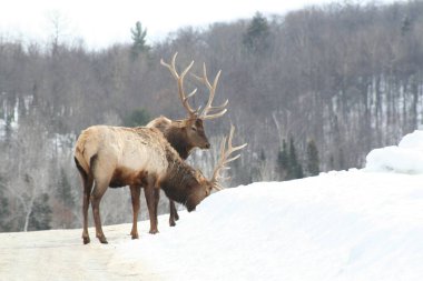 Geyik Quebec. Kanada, Kuzey Amerika.