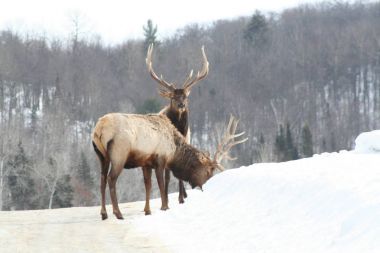Geyik Quebec. Kanada, Kuzey Amerika.