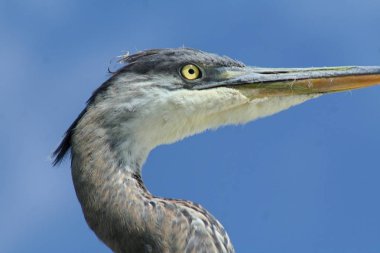 Heron Quebec. Kanada, Kuzey Amerika.