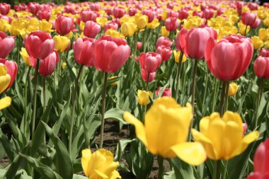 Lale Gatineau içinde. Kanada, Kuzey Amerika.