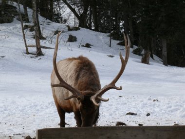 Geyik Quebec. Kanada, Kuzey Amerika.