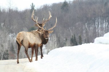 Geyik Quebec. Kanada, Kuzey Amerika.
