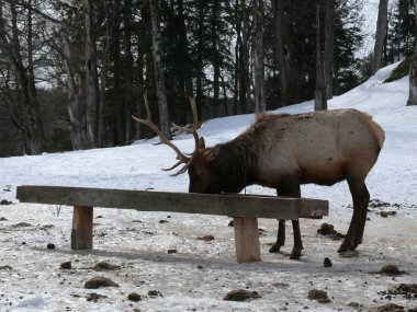 Geyik Quebec. Kanada, Kuzey Amerika.
