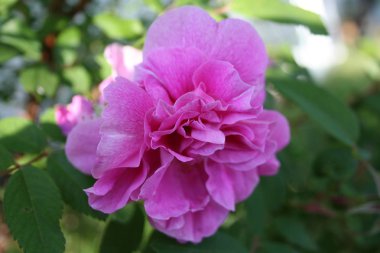 Çiçek Quebec. Kanada, Kuzey Amerika.