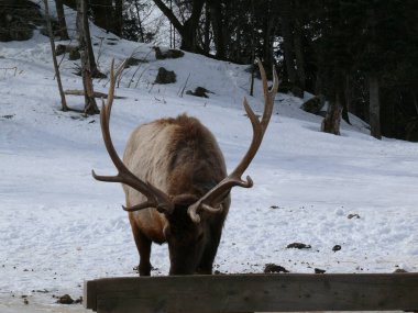 Geyik Quebec. Kanada, Kuzey Amerika.