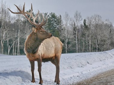 Geyik Quebec. Kanada, Kuzey Amerika.