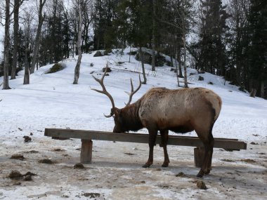 Geyik Quebec. Kanada, Kuzey Amerika.