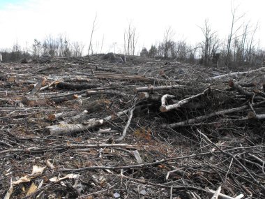 Bush imha Quebec. Kanada, Kuzey Amerika.