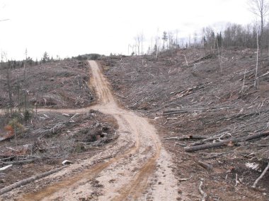Bush imha Quebec. Kanada, Kuzey Amerika.