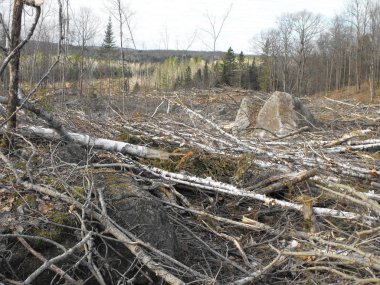 Bush imha Quebec. Kanada, Kuzey Amerika.