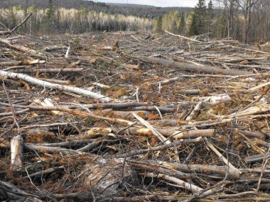 Bush imha Quebec. Kanada, Kuzey Amerika.
