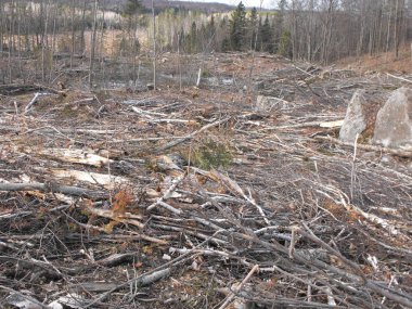 Bush imha Quebec. Kanada, Kuzey Amerika.