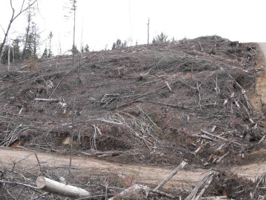 Bush imha Quebec. Kanada, Kuzey Amerika.