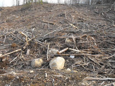 Bush imha Quebec. Kanada, Kuzey Amerika.