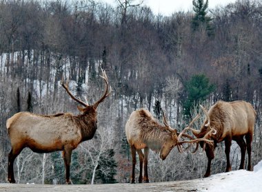 Geyik Quebec. Kanada, Kuzey Amerika.