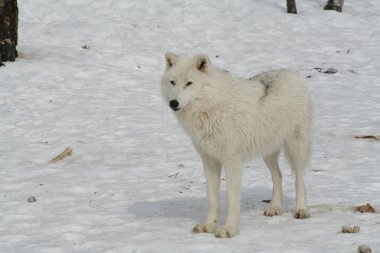 Quebec kurt. Kanada, Kuzey Amerika.