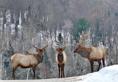 Geyik Quebec. Kanada, Kuzey Amerika.