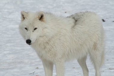 Quebec kurt. Kanada, Kuzey Amerika.