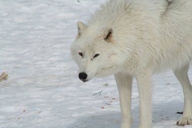 Quebec kurt. Kanada, Kuzey Amerika.