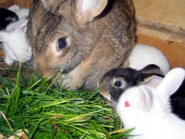 Tavşan Quebec. Kanada, Kuzey Amerika.