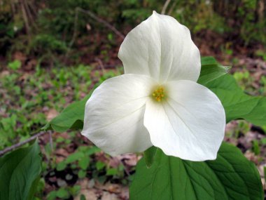 Ahşap Quebec. Kanada, Kuzey Amerika.
