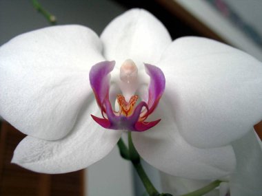 Phalaenopsis çiçek Quebec. Kanada, Kuzey Amerika.
