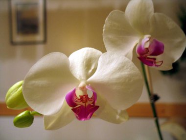 Phalaenopsis çiçek Quebec. Kanada, Kuzey Amerika.