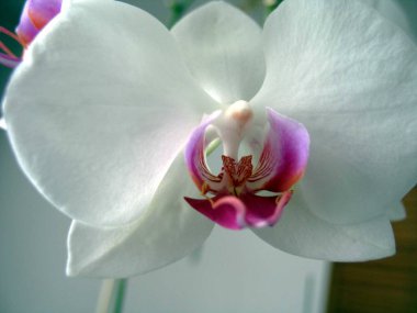 Phalaenopsis çiçek Quebec. Kanada, Kuzey Amerika.