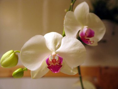 Phalaenopsis çiçek Quebec. Kanada, Kuzey Amerika.