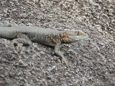 Rock Bolivya, Güney Amerika.