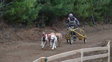 Köpek Quebec. Kanada, Kuzey Amerika.