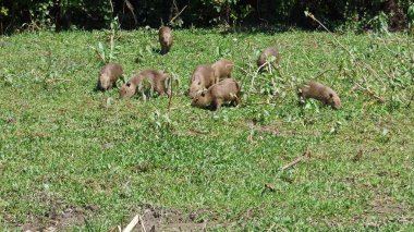 Capibara Bolivya, Güney Amerika.