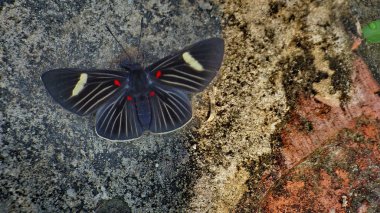 Böcek Bolivya, Güney Amerika.