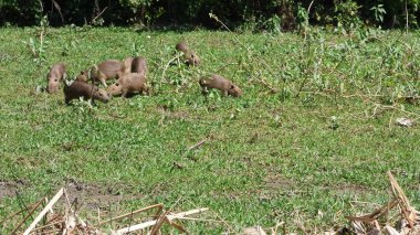 Capibara Bolivya, Güney Amerika.