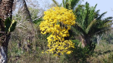 Ağaç Bolivya, Güney Amerika.