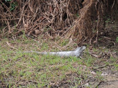 Reptil Bolivya, Güney Amerika.