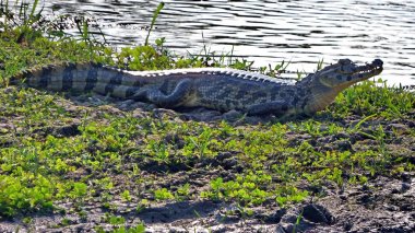 Reptil Bolivya, Güney Amerika.