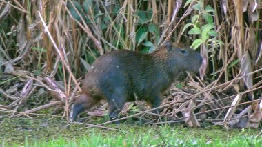 Capibara Bolivya, Güney Amerika.