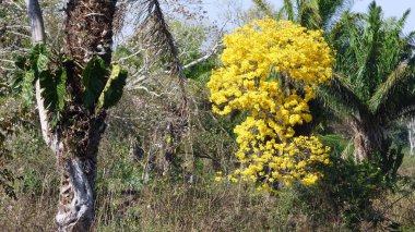 Ağaç Bolivya, Güney Amerika.
