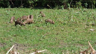 Capibara Bolivya, Güney Amerika.