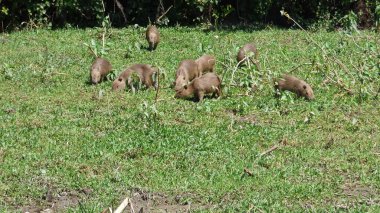 Capibara Bolivya, Güney Amerika.