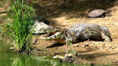 Reptil Bolivya, Güney Amerika.